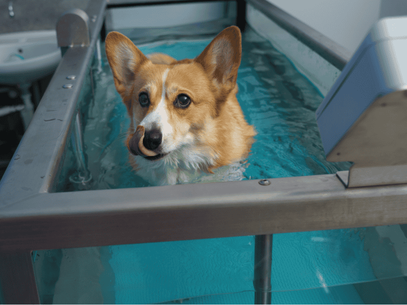 Benefícios da Hidroesteira para Cães: Reabilitação, Emagrecimento e Qualidade de Vida.