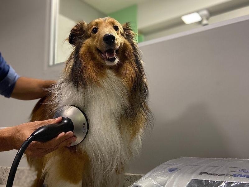 Shockwave Veterinário – Tratamento por Ondas de Choque: Saiba Tudo Sobre Esta Terapia