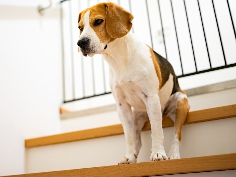 Animais podem subir e descer as escadas?