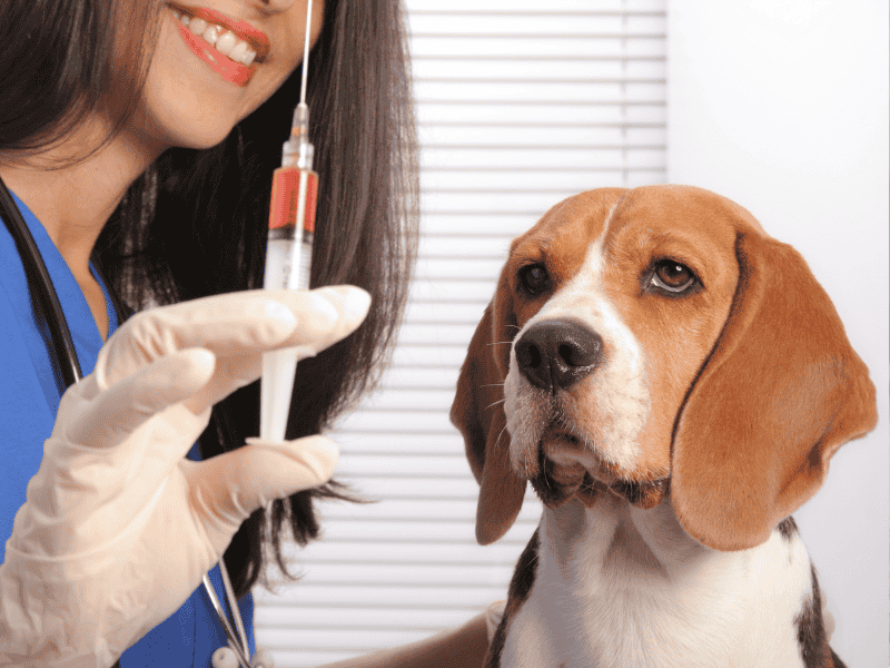 Infiltração articular por ácido hialurônico em cães