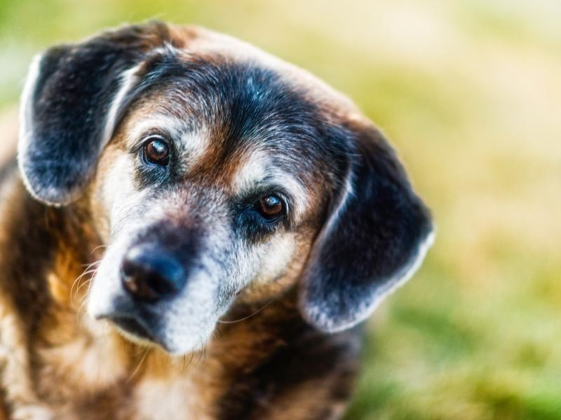 Geriatria Veterinária em Porto Alegre