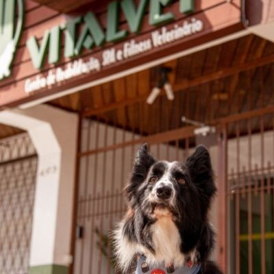 shockwave-veterinario-em-porto-alegre